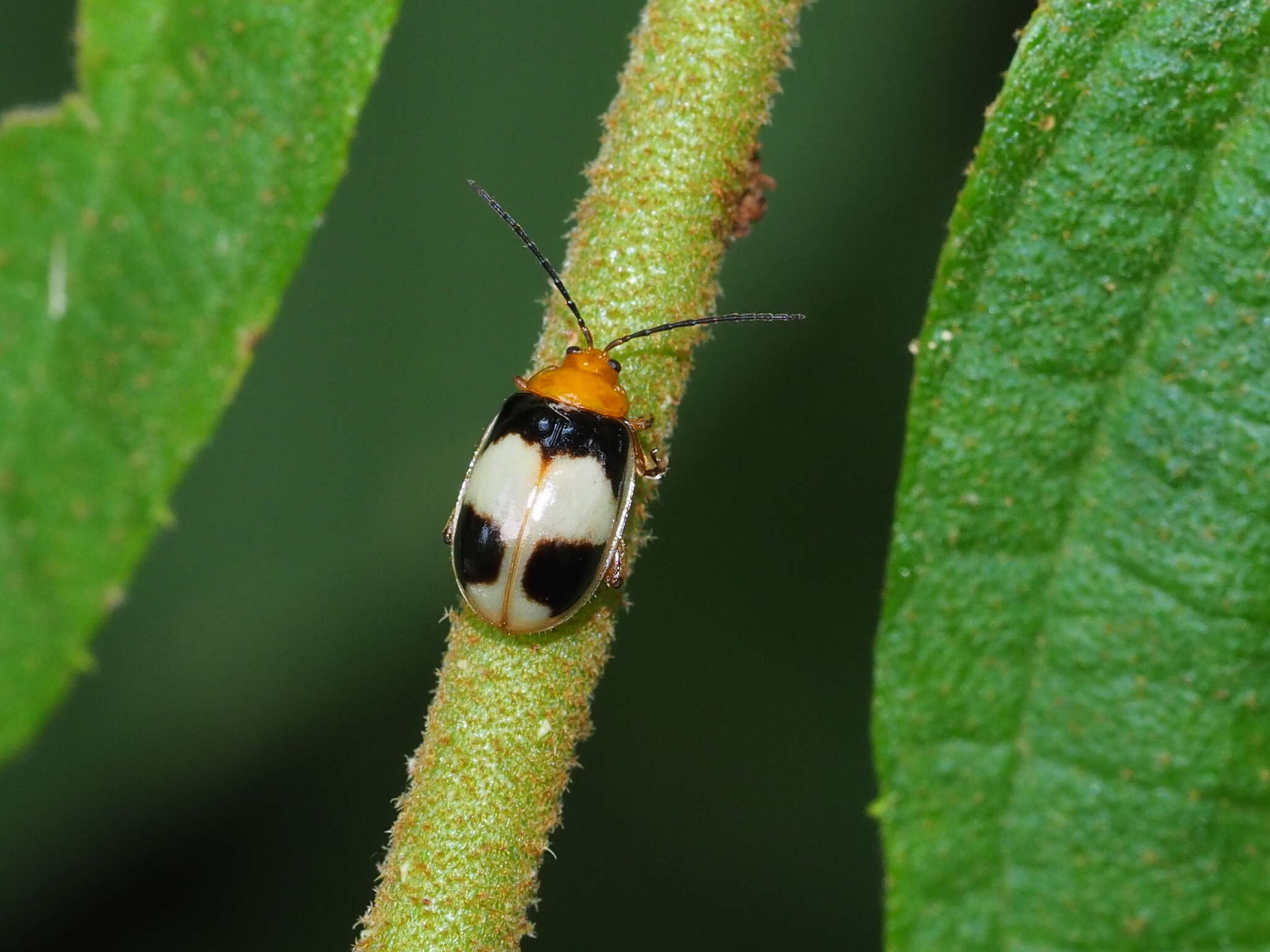 Image of <i>Hemipyxis balyi</i>