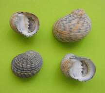 Image of four-tooth nerite