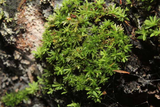 Calymperastrum latifolium Stone 1986的圖片