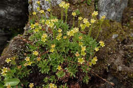 Image of Saxifraga seguieri Sprengel