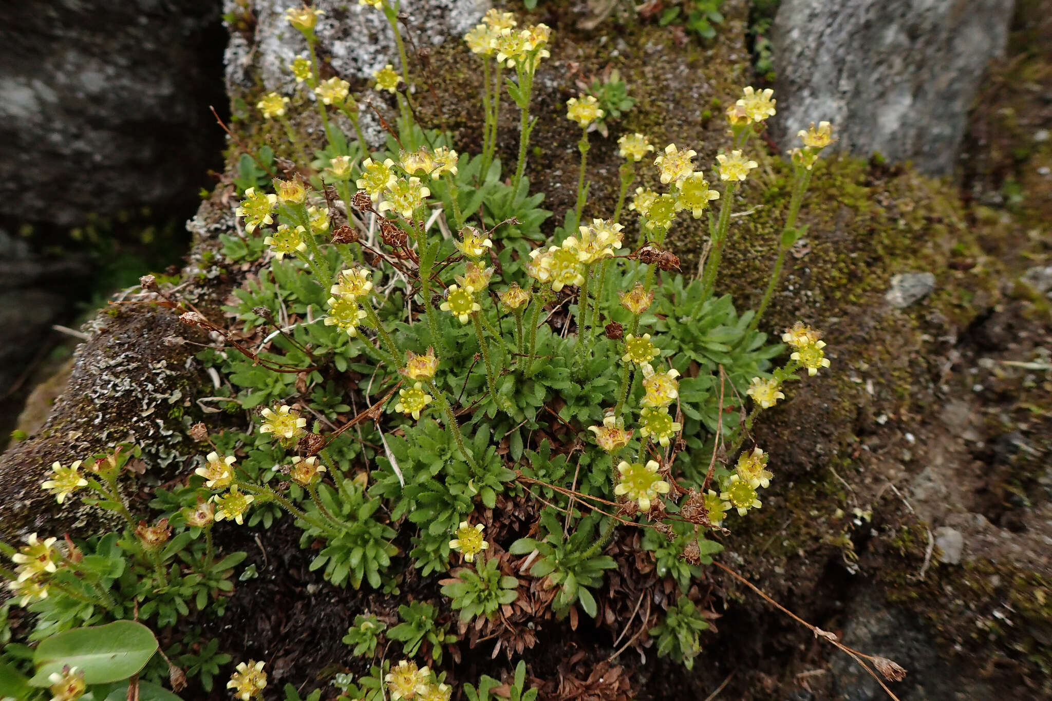 Imagem de Saxifraga seguieri Sprengel