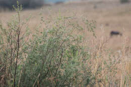 Image of Cluster-leaf asparagus