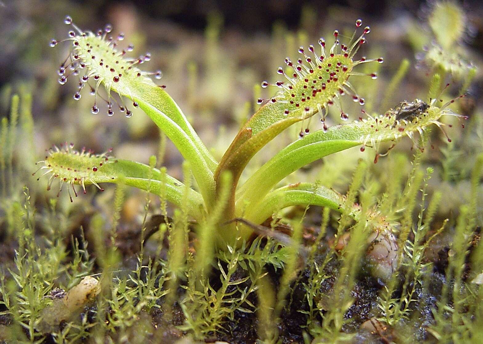 Image of Drosera arcturi Hook.