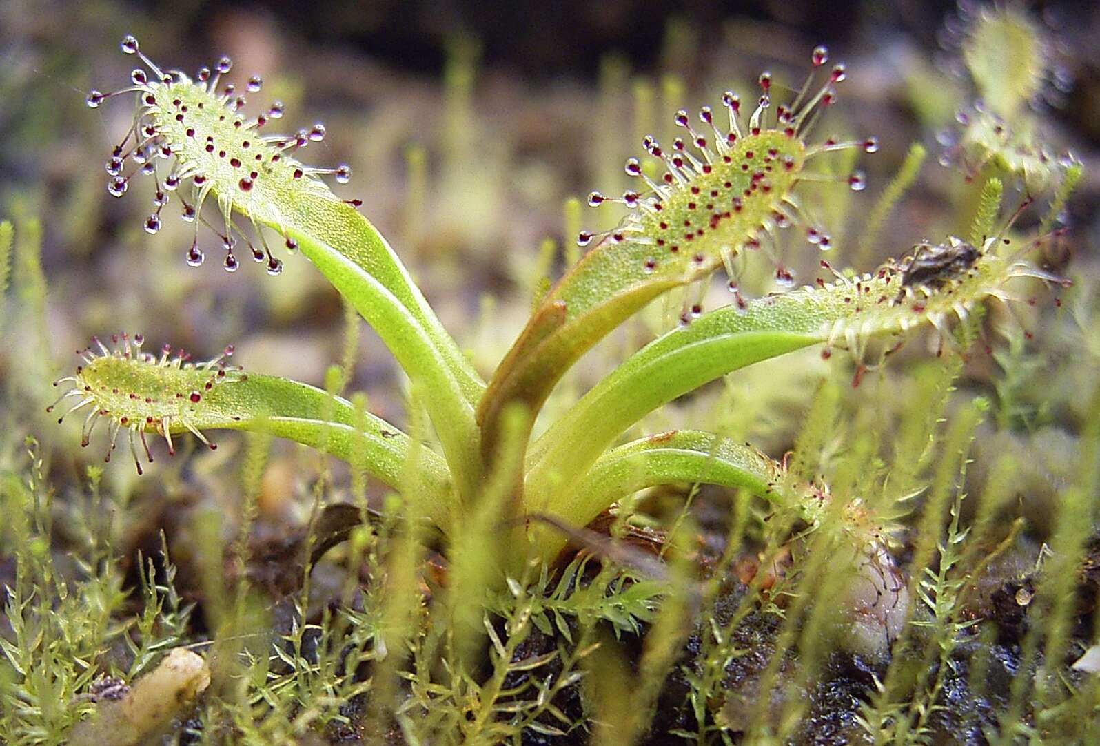 Image of Drosera arcturi Hook.