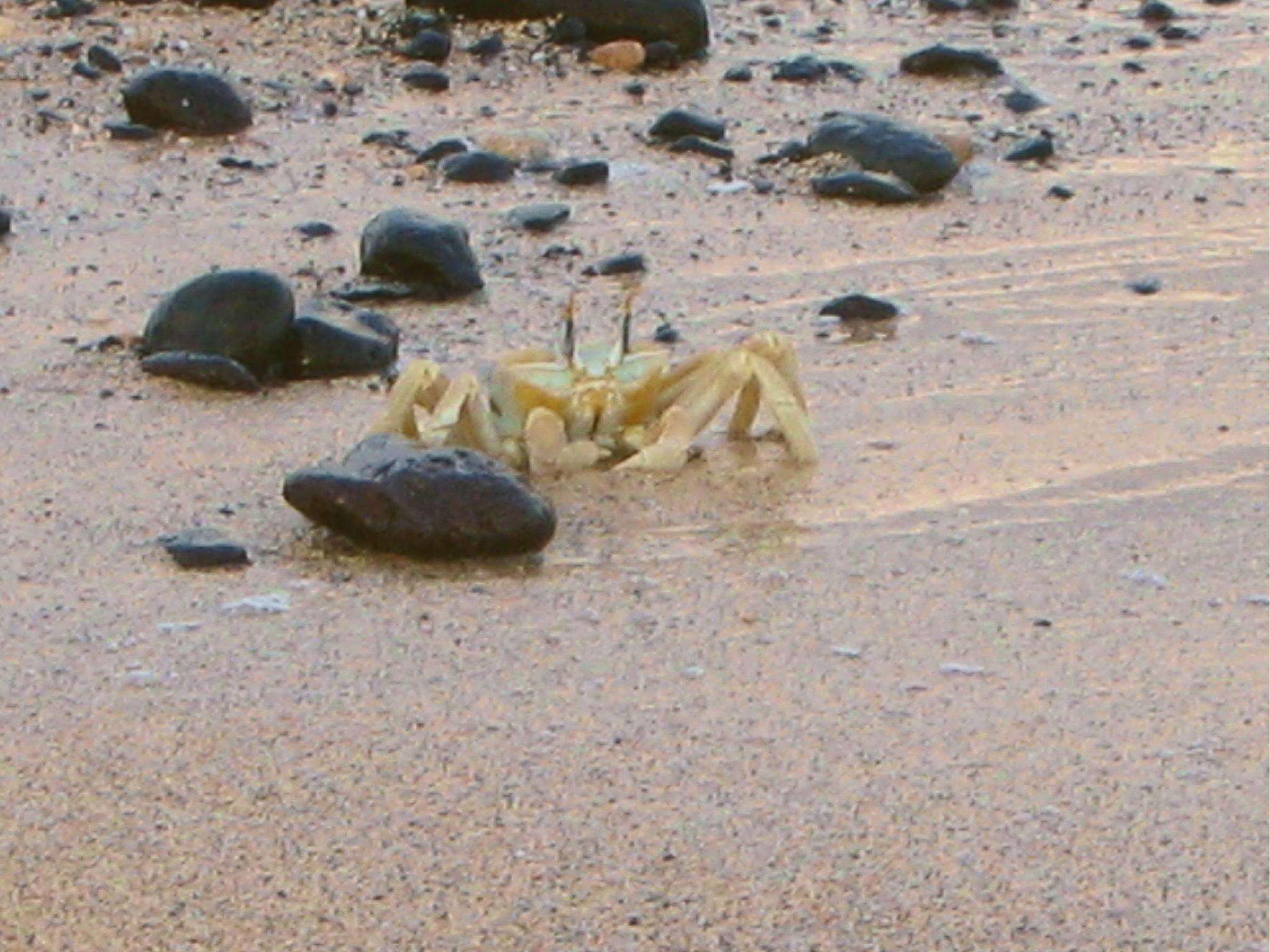 Image of tufted ghost crab