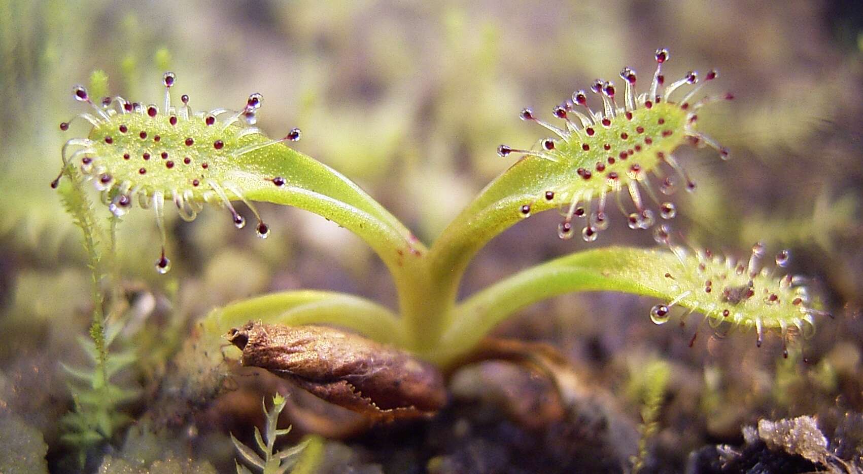 Image of Drosera arcturi Hook.