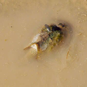 Sivun Triops cancriformis (Bosc 1801) kuva