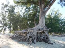 Image of beach sheoak