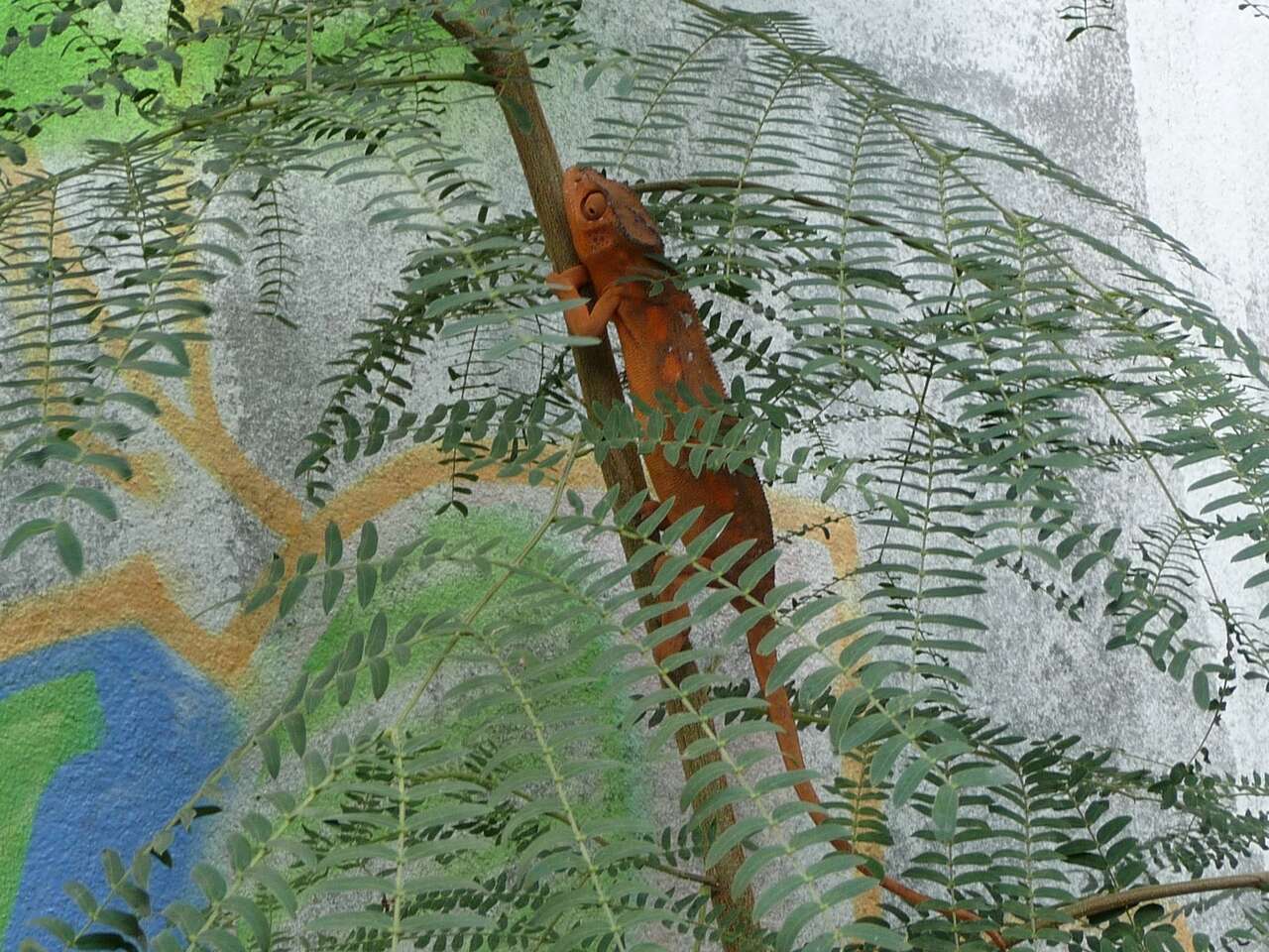 Image of Panther Chameleon