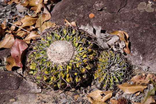 Image of Discocactus placentiformis (Lehm.) K. Schum.