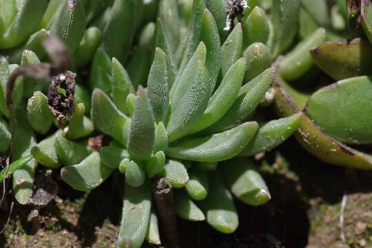 Delosperma dyeri L. Bol. resmi