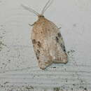 Image of Acleris semiannula Robinson 1869