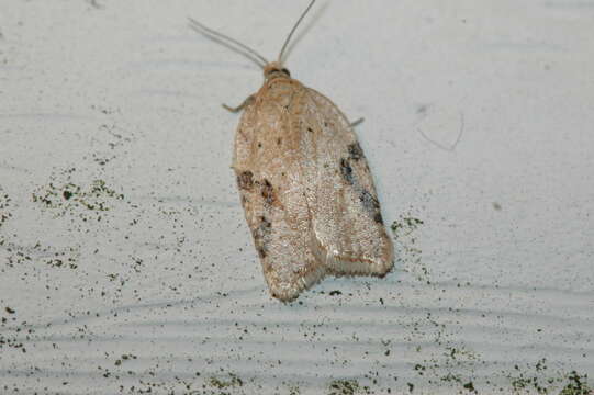 Imagem de Acleris semiannula Robinson 1869