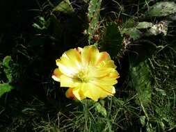 Image of Common Pricklypear