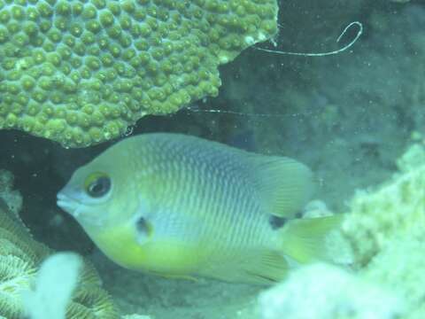 Image of Threespot Damselfish