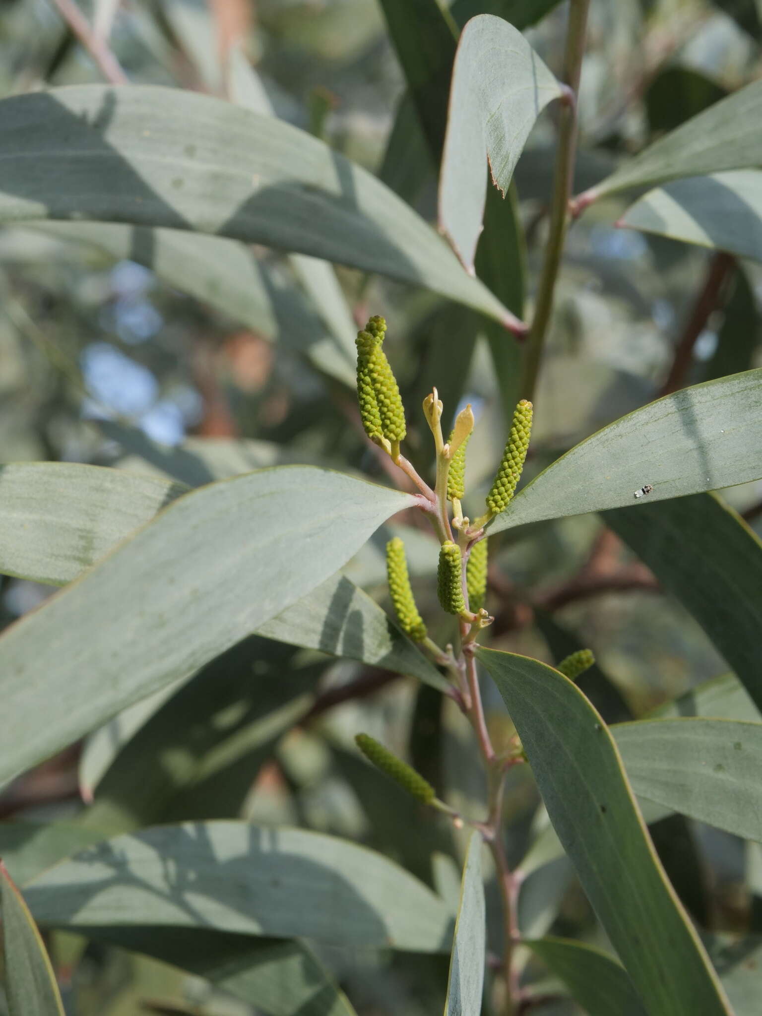 صورة Acacia binervia (J. C. Wendl.) J. F. Macbr.