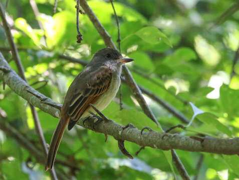 Image of Rufous-tailed Flycatcher