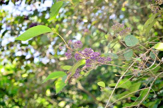 Image de Callicarpa pedunculata R. Br.