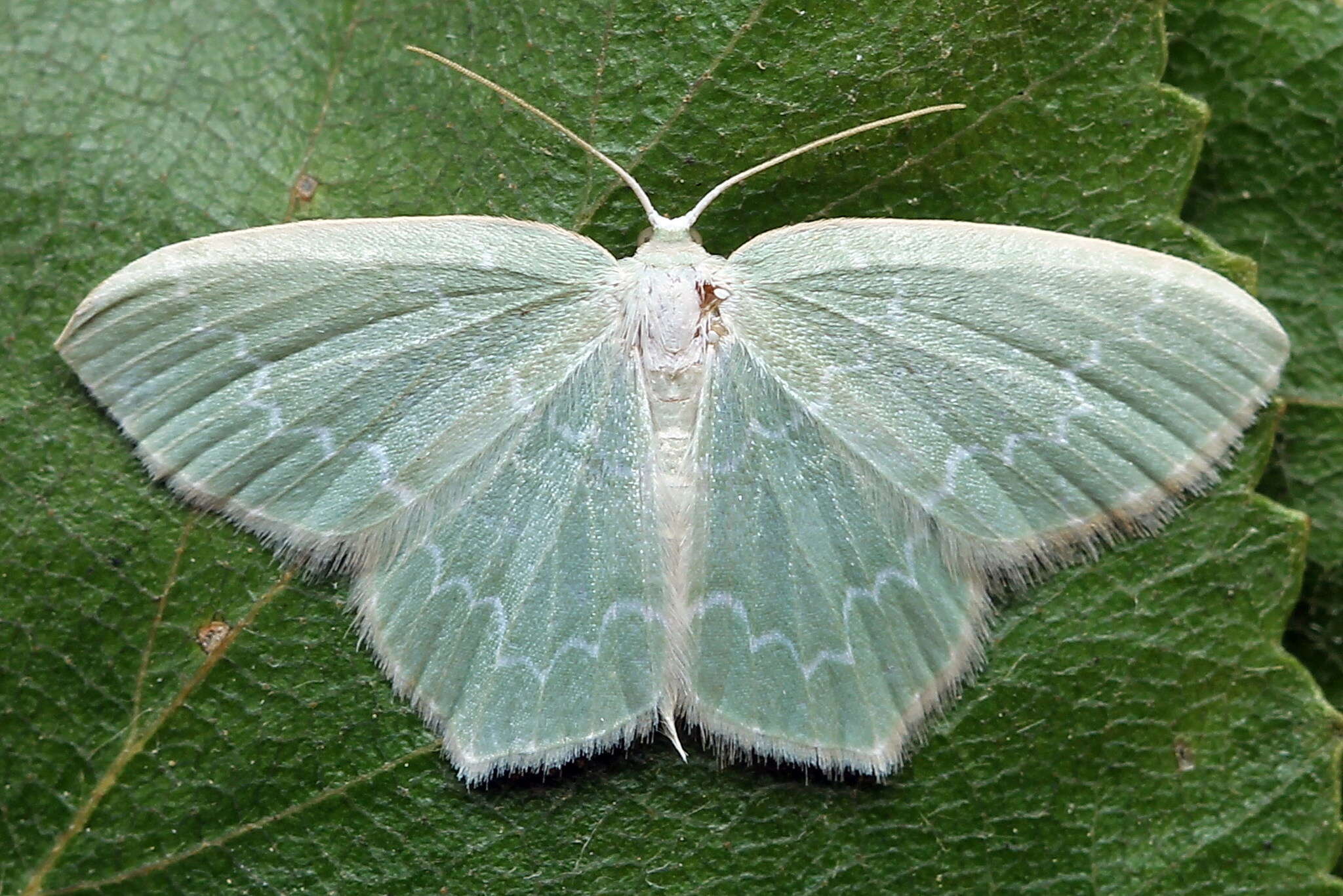 Image of bilberry emerald