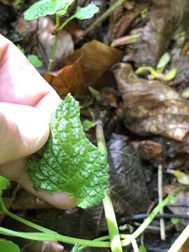 Image of Lamium galeobdolon subsp. montanum (Pers.) Hayek