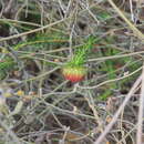 Image of Darwinia neildiana F. Müll.