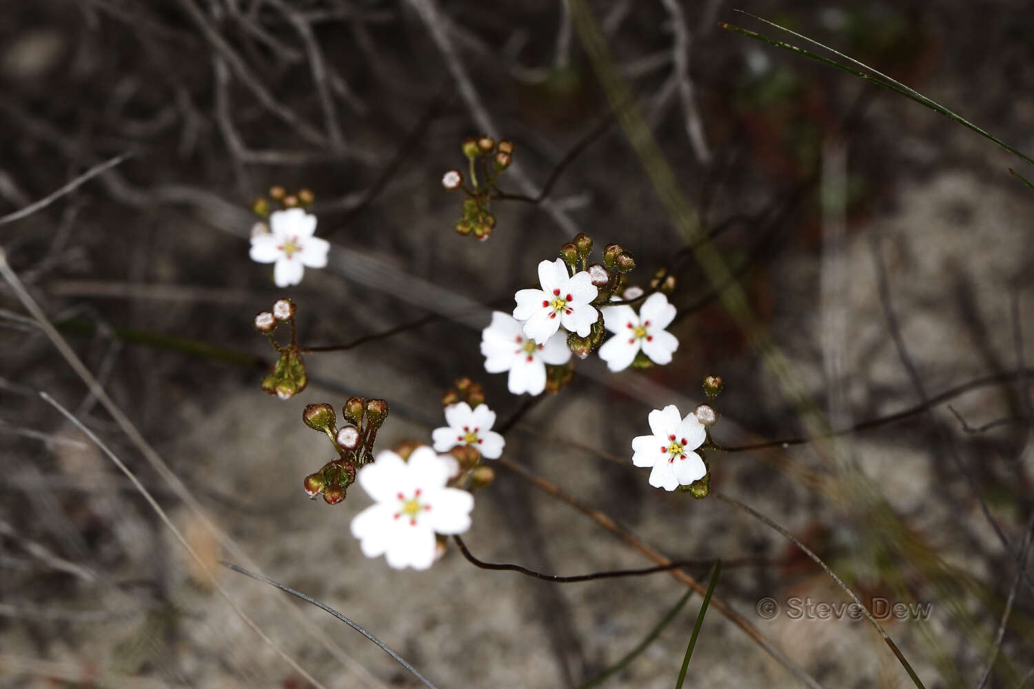 Image de Drosera eneabba N. Marchant & Lowrie