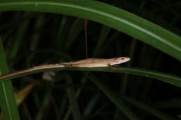 Image of China Grass Lizard