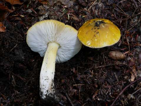 Image of Tricholoma subluteum Peck 1904