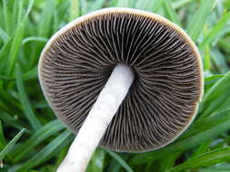 Image of Panaeolus cinctulus (Bolton) Sacc. 1887