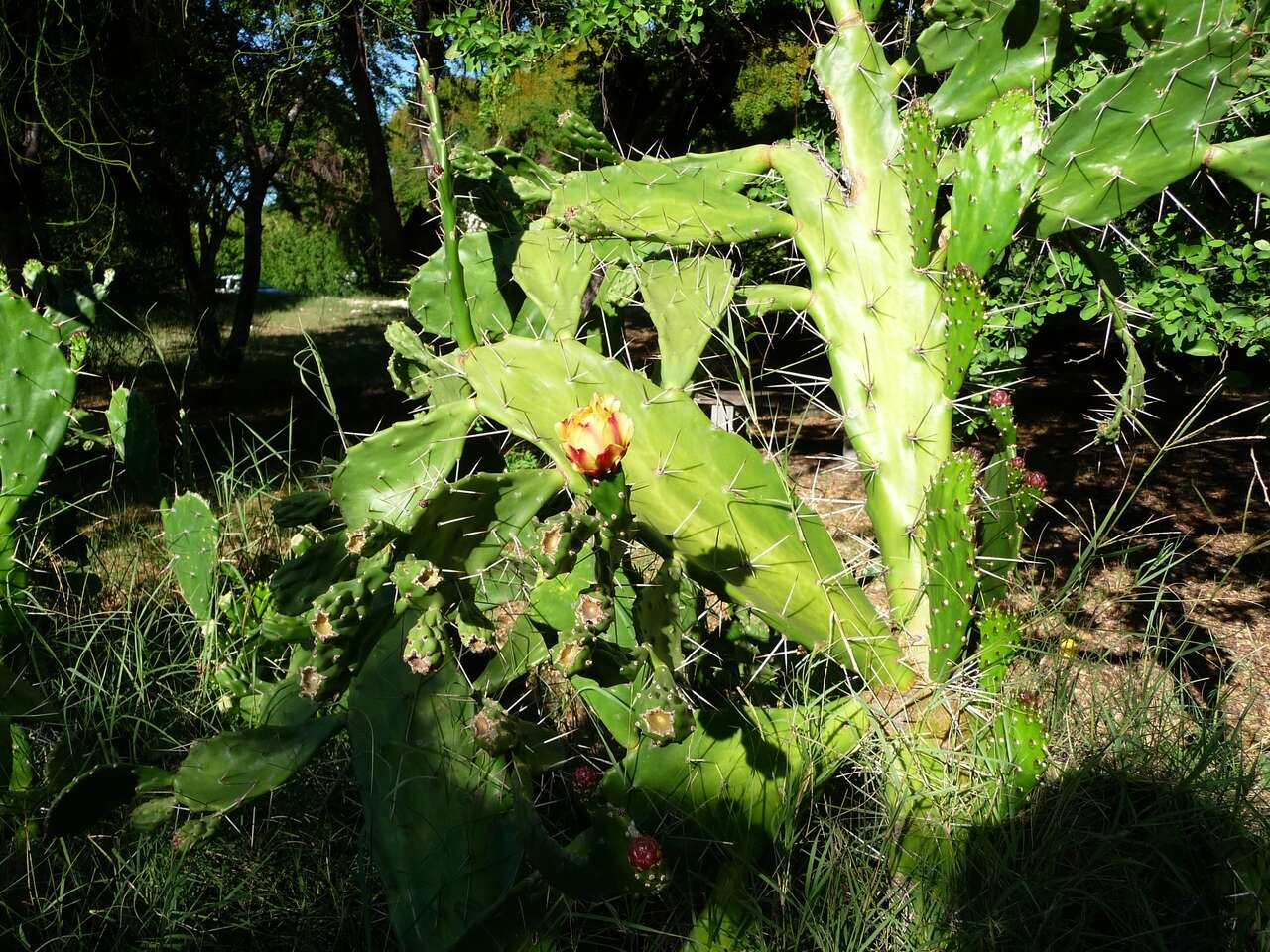 Image of Common Pricklypear