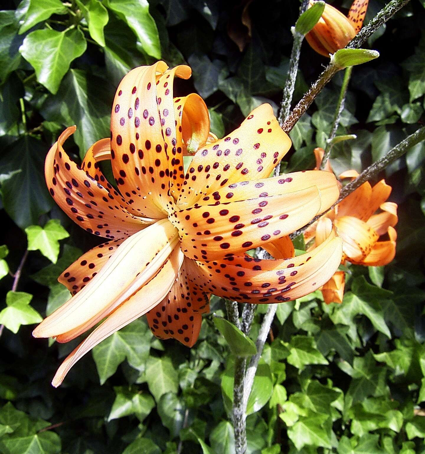 Image of Tiger lily