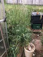 Image of tall oatgrass