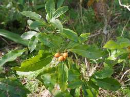 صورة Pittosporum undulatum Vent.