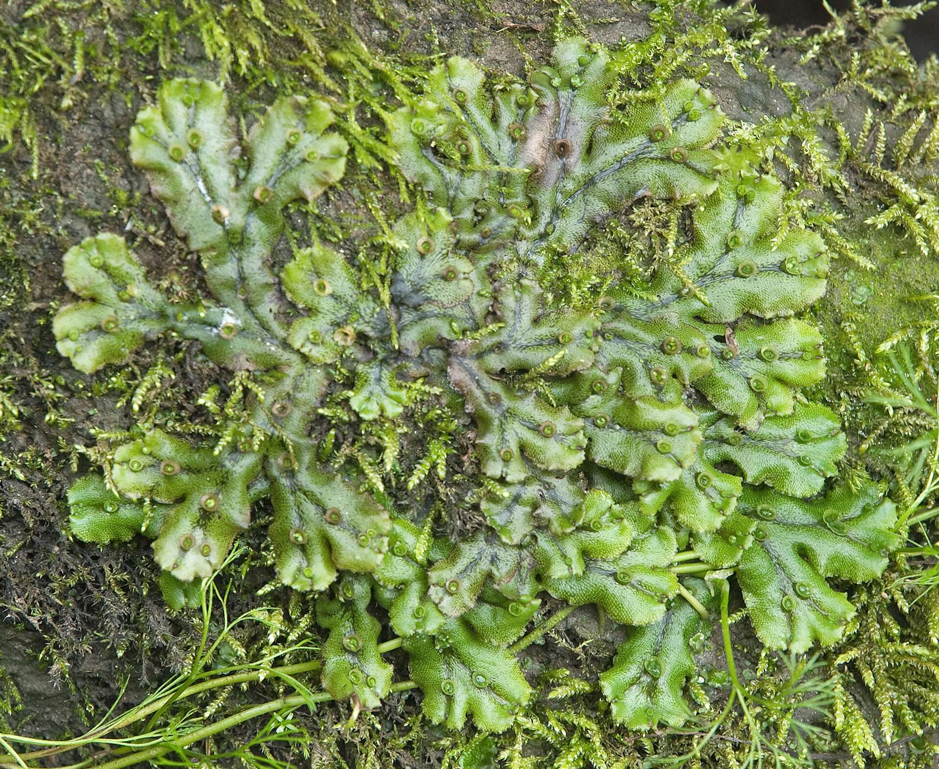 Image of common liverwort