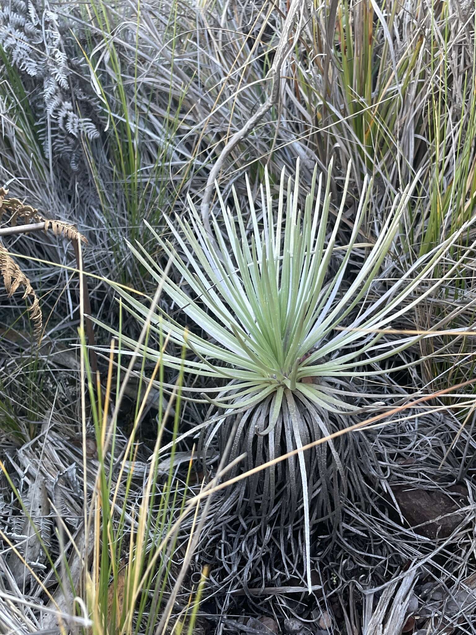 Plancia ëd Argyroxiphium kauense