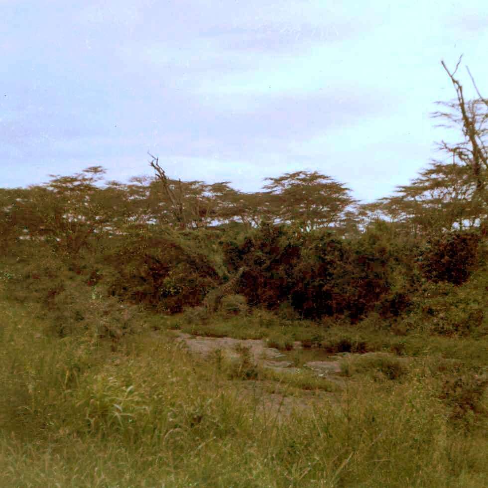 Image of reticulated giraffe