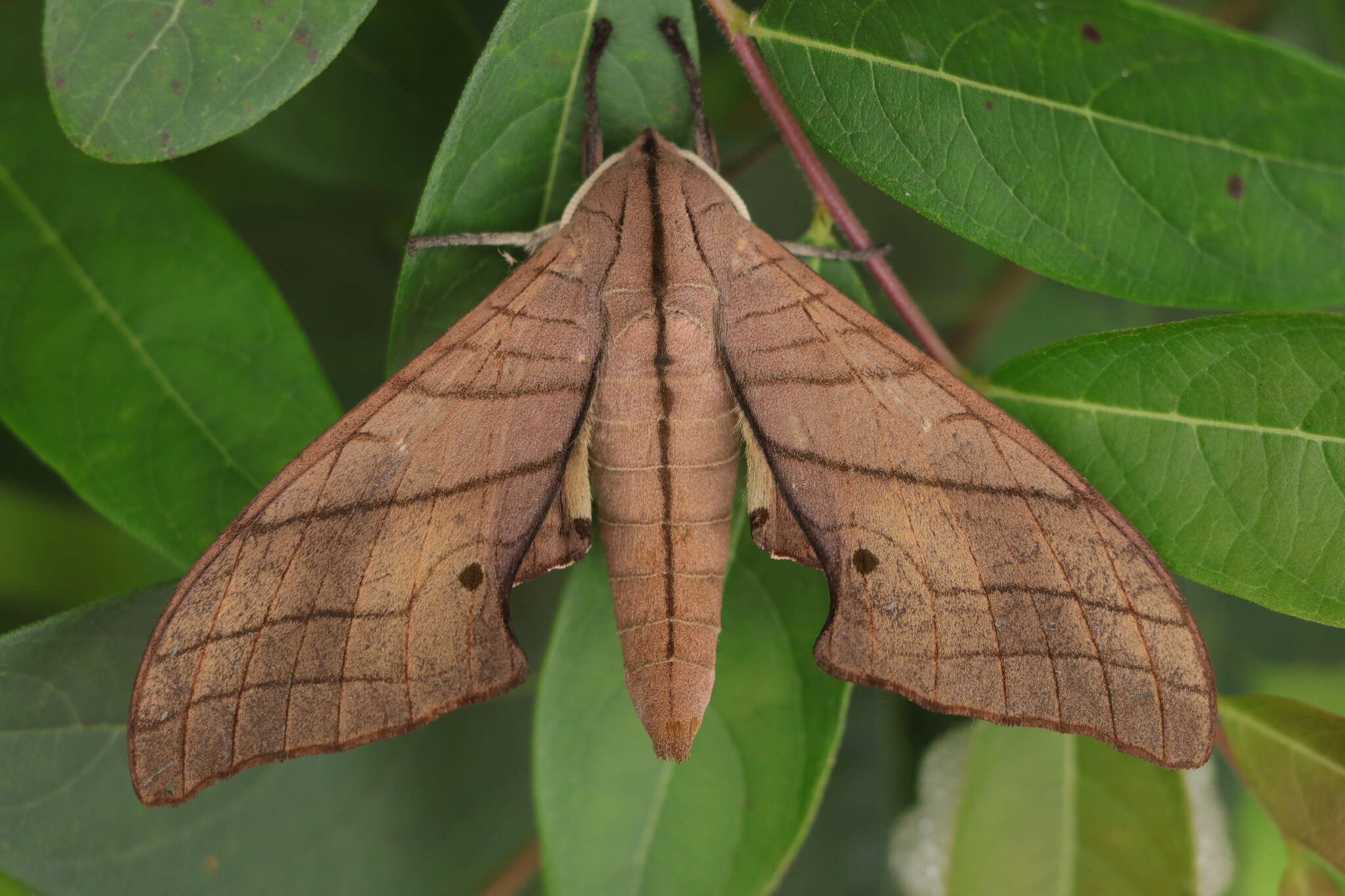 Image of Marumba cristata (Butler 1875)