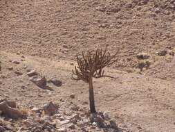 Image of Browningia candelaris (Meyen) Britton & Rose