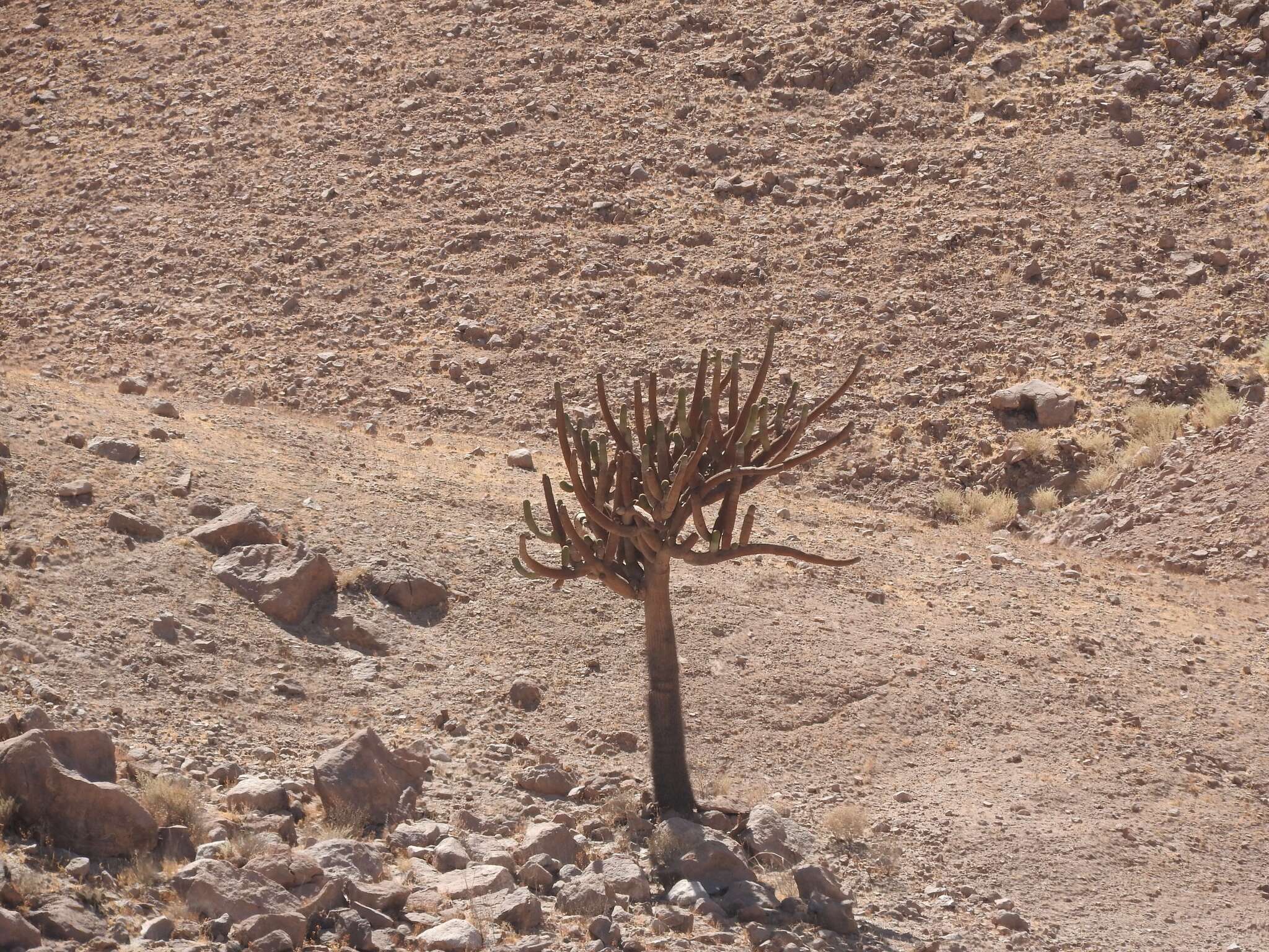 Image of Browningia candelaris (Meyen) Britton & Rose