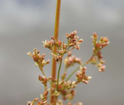 Image of Juncus continuus L. A. S. Johnson