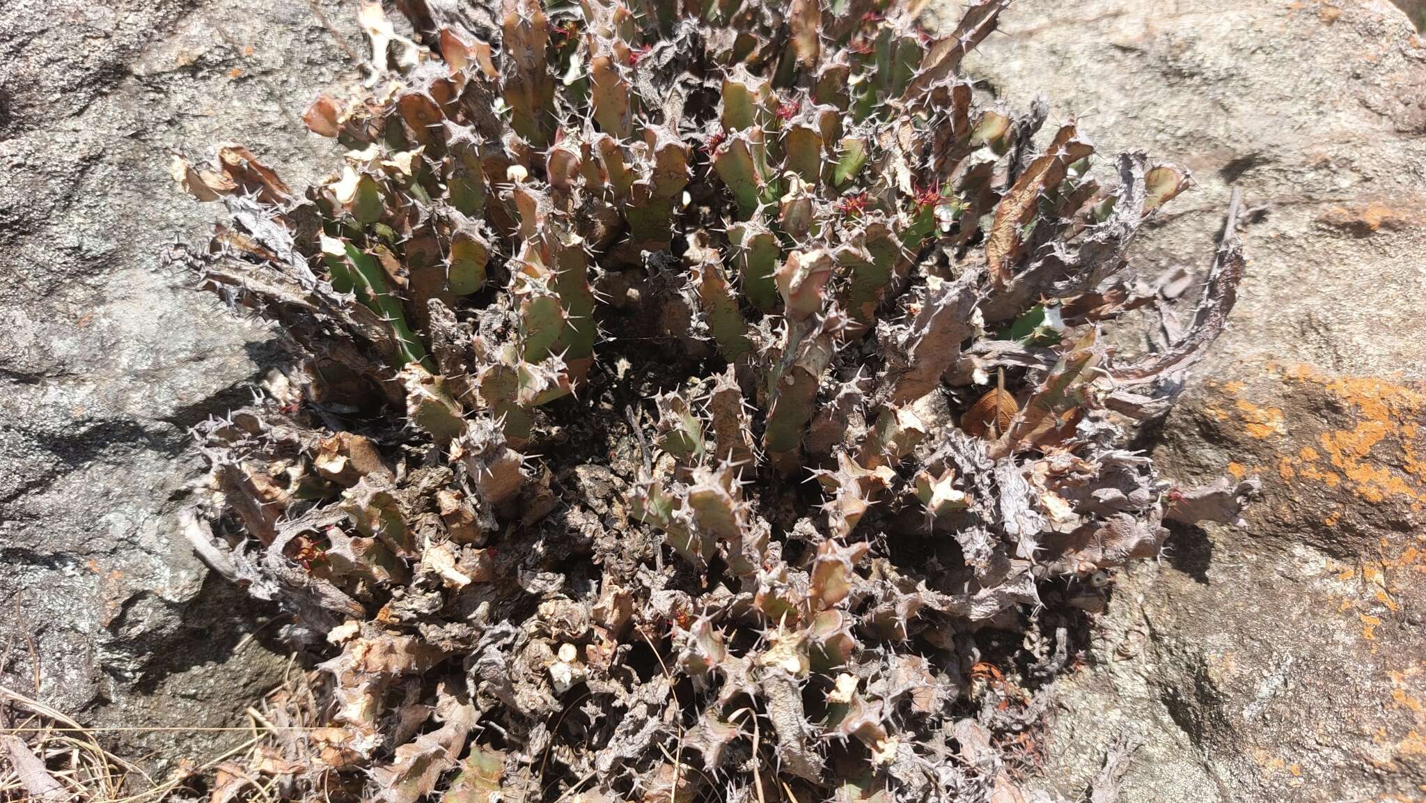 Image of Euphorbia schinzii subsp. schinzii