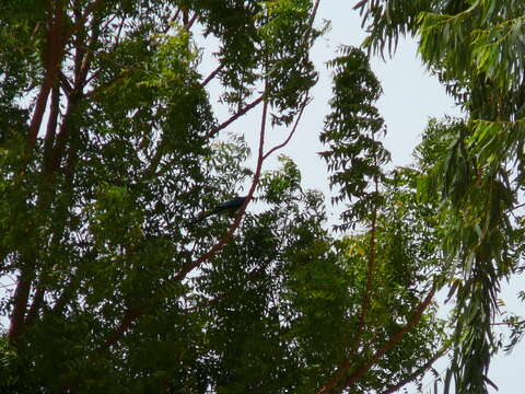 Image of Long-tailed Glossy Starling