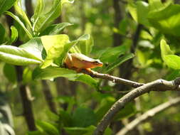 Image of Dwarf Mexican Treefrog