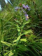 Image of mountain aster