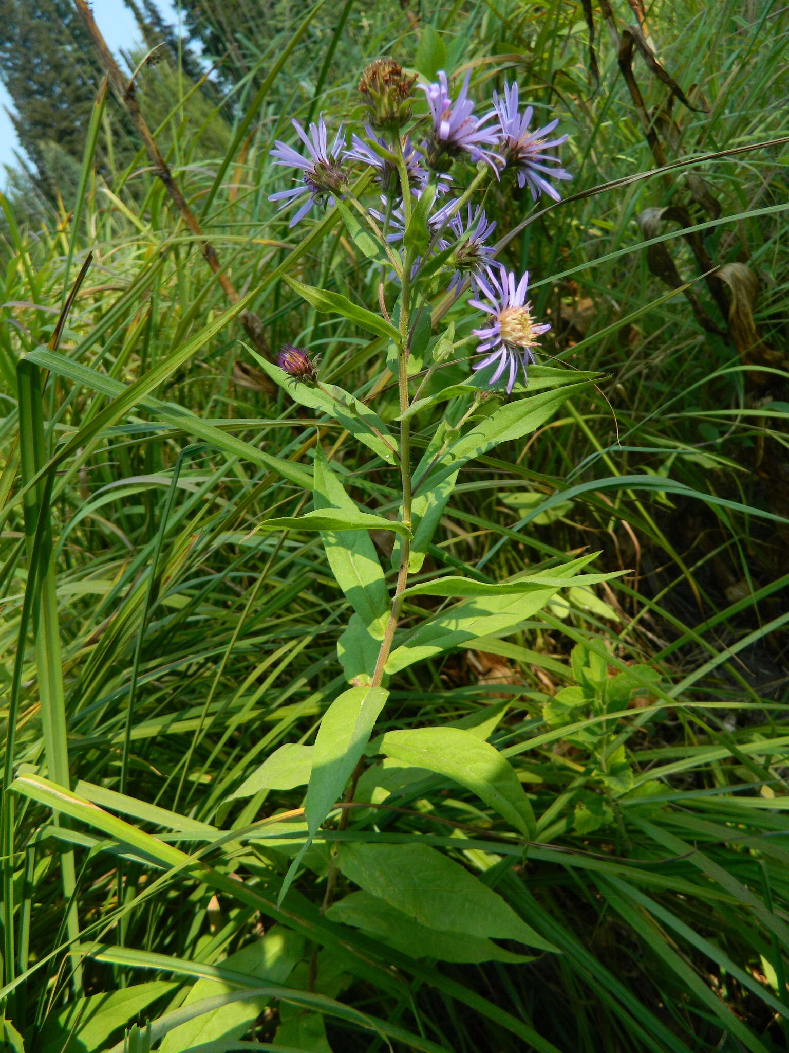 Image of mountain aster