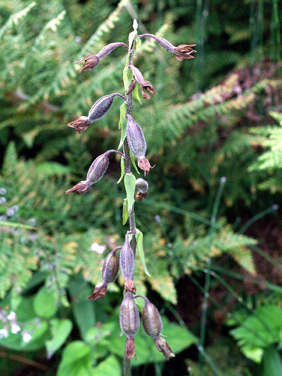 Imagem de Epipactis palustris (L.) Crantz