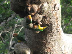 Image of Eastern White-bellied Parrot