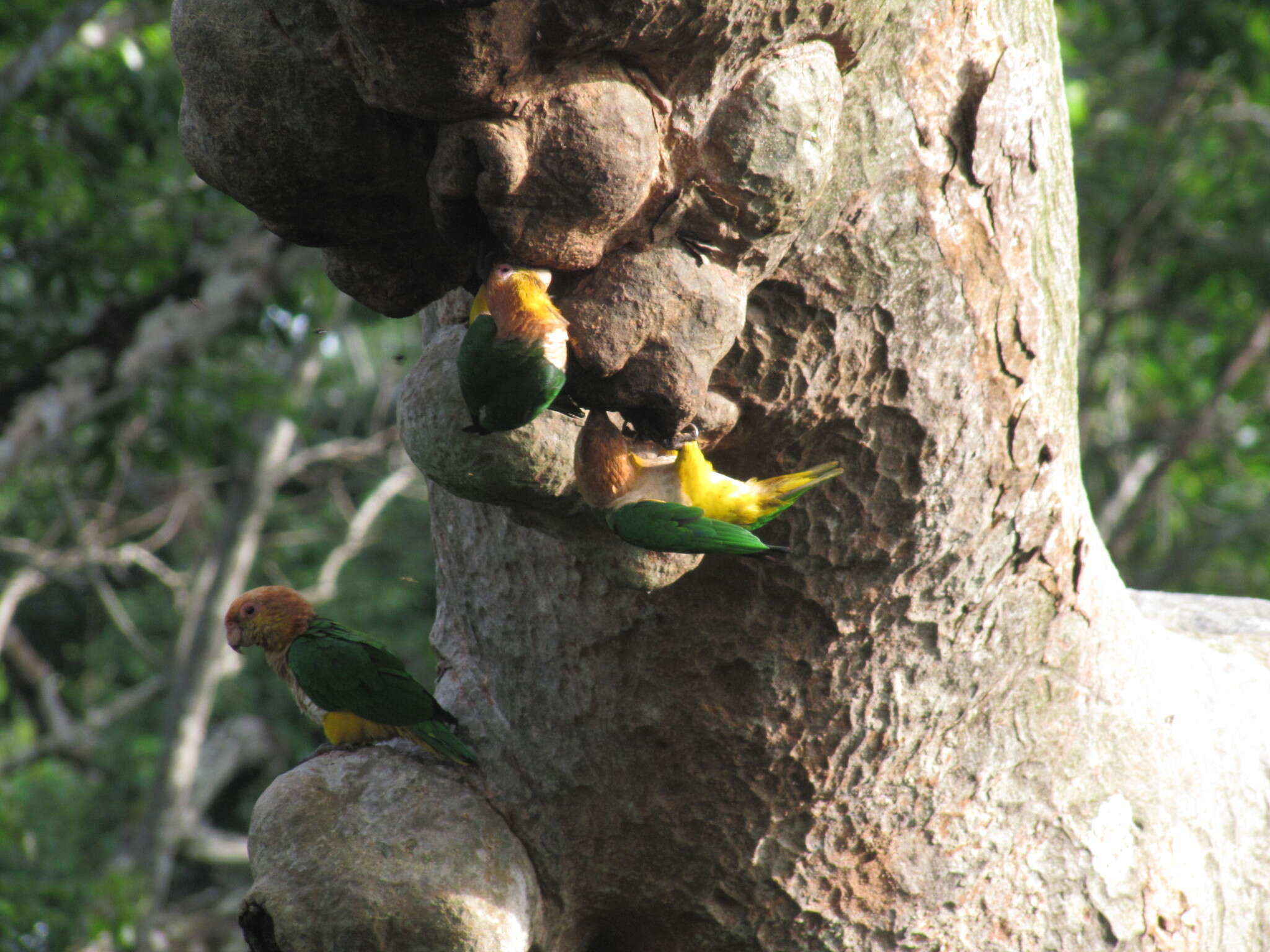 Image of Eastern White-bellied Parrot