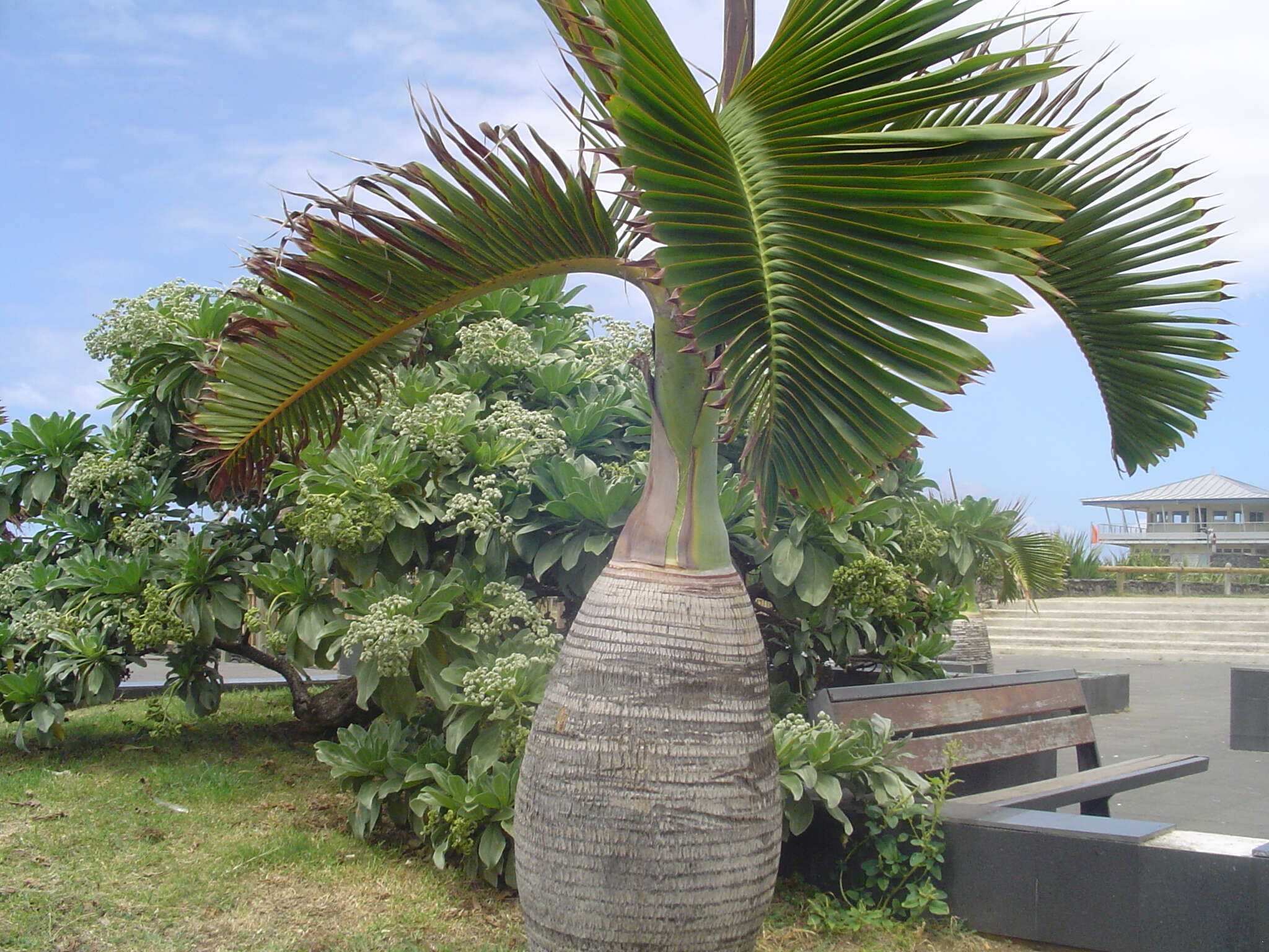 Image of Bottle Palm