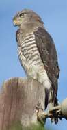 Image of Fasciated Snake-Eagle